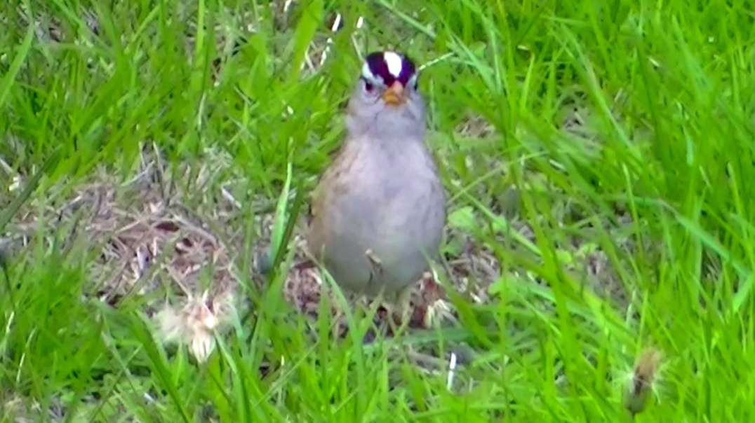 IECV NV #721 - 👀 White Crowned Sparrow 🐤10-6-2018