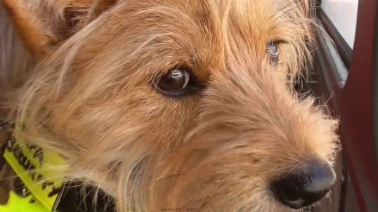 JOE : SHIBA INU/YORKSHIRE MIX HERO
