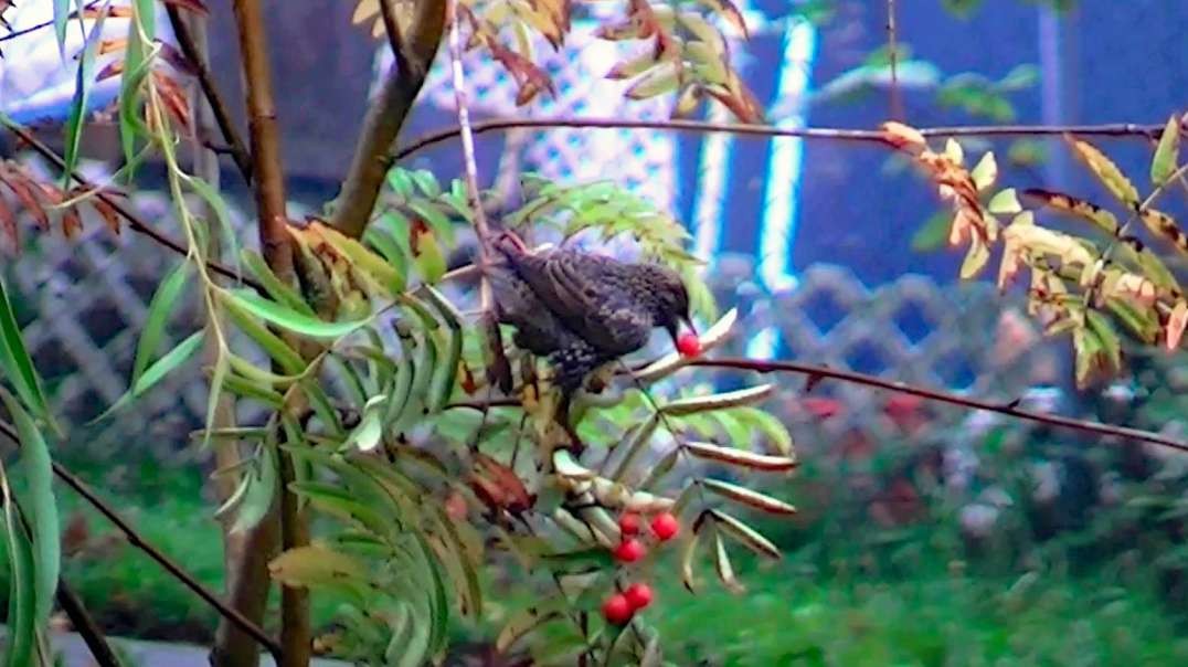 IECV NV #723 - 👀 European Starlings Eating Berries Of The Rowan Berrie Tree 10-21-2018