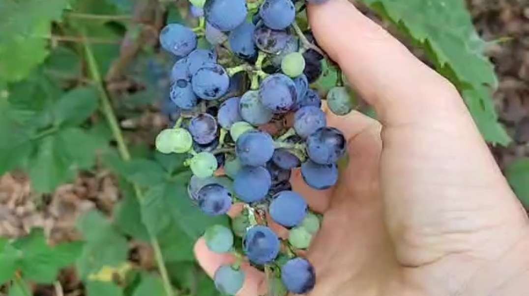 How to Tell When Grapes Are Ready to Harvest-  Chardonnay Grapes 🍇🍇🍇