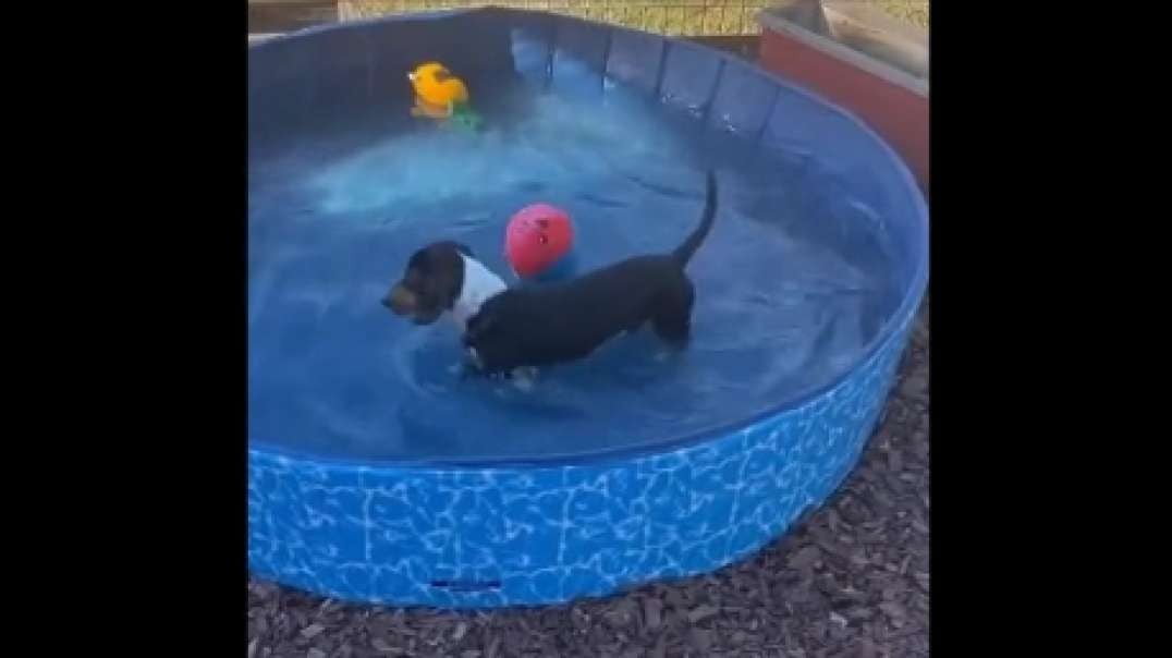 Sausage Cooling Pool Dip.mp4