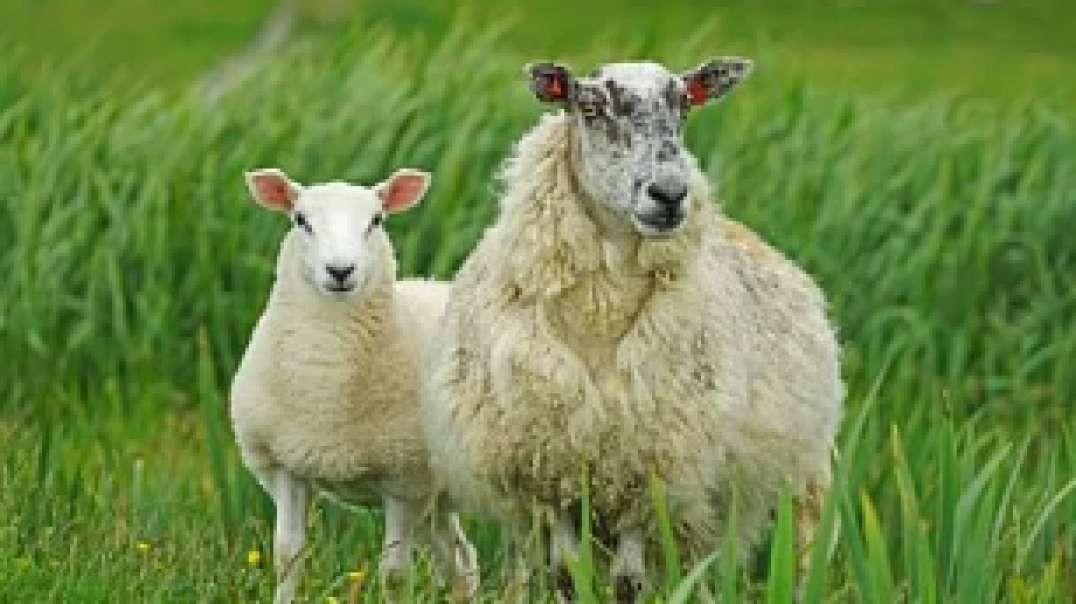 The Great Good Shepherd... speaks to His flock...