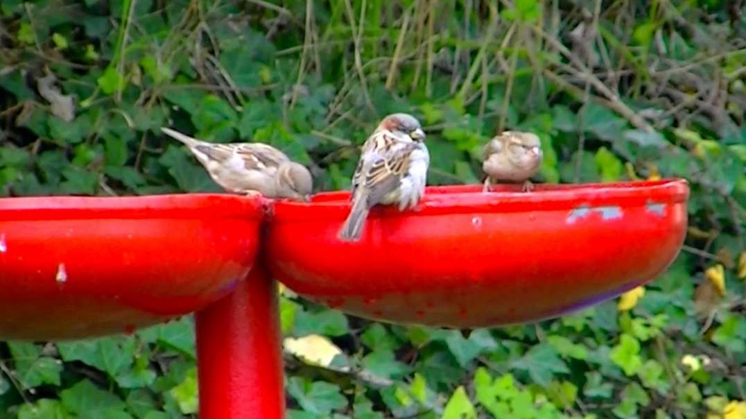 IECV NV #734 - 👀 House Sparrows Every Where 10-29-2018