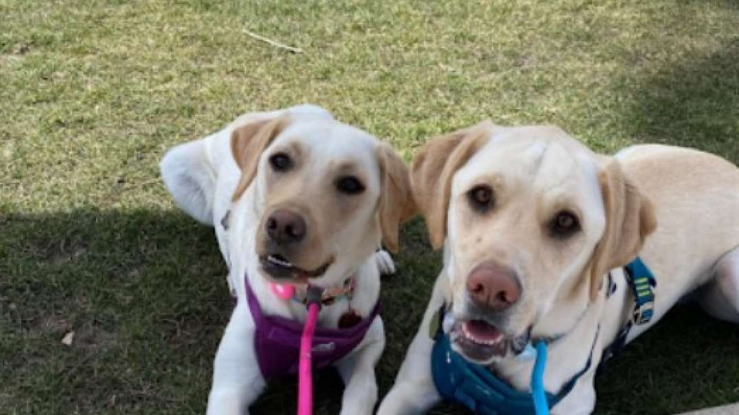 Best Puppy training in Yavapai Hills