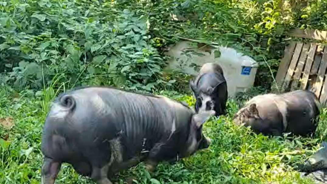 Eat Your Weeds! Pasture Piggies! Free Meat!!