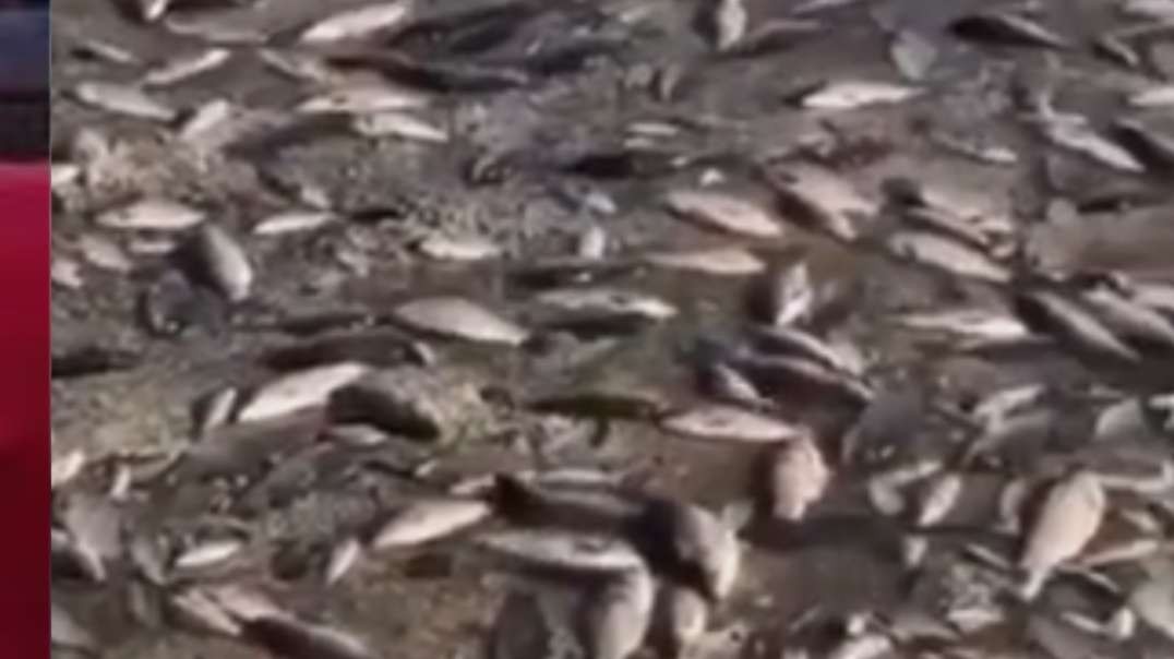 Dnipro, Ukraine — Fish dying en mass due to dam blast .mp4