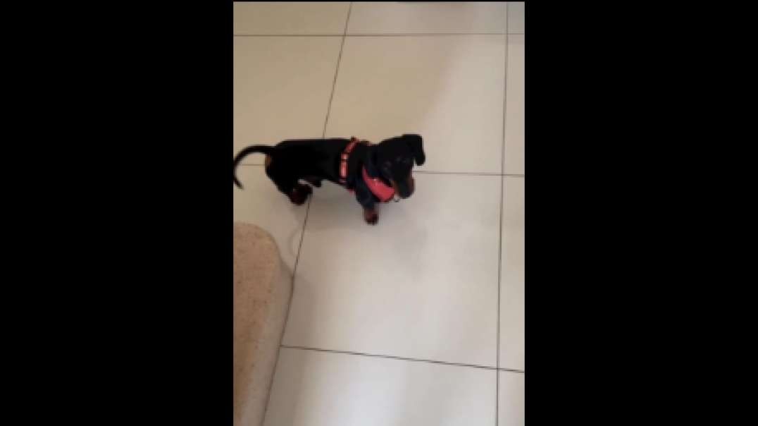 Sausage walk video.mp4