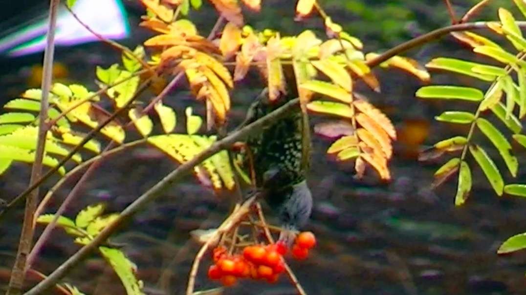 IECV NV #730 - 👀 European Starling Eating Berries Off The Rowan Berries Tree 10-21-2018