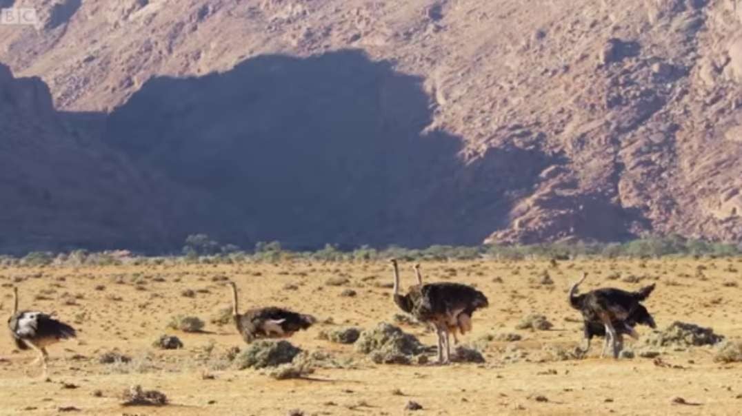 Randy ostrich looking for a mate has MOVES _ The Mating Game – BBC.mp4