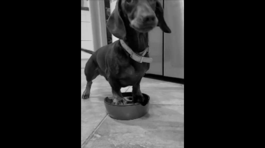 Sausage video TechnoTune
