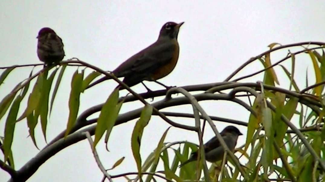 IECV NV #732 - 👀 American Robin In The Weeping Willow Tree🐦 10-24-2018