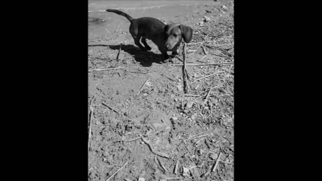 Sausage video Technotune