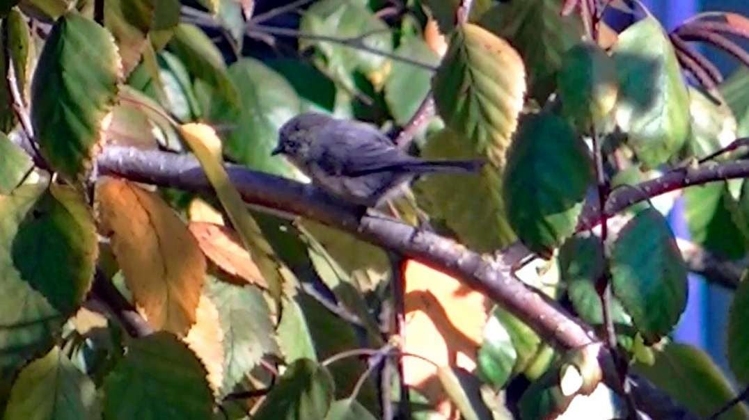 IECV NV #726 - Bushtit In The Weeping Cherry Tree 10-21-2018