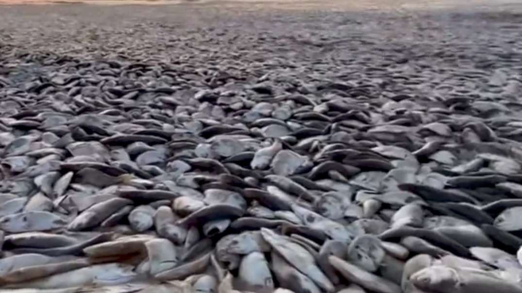 Video tragic scenes from the Gulf coast! Tens of thousands of fish washed ashore along the gulf coast of Texas starting on Friday after being starved of oxygen in warm water. mp4