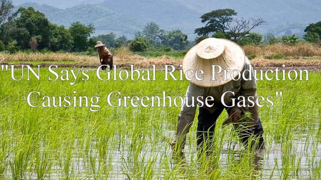 "UN Says Global Rice Production Causing Greenhouse Gases"