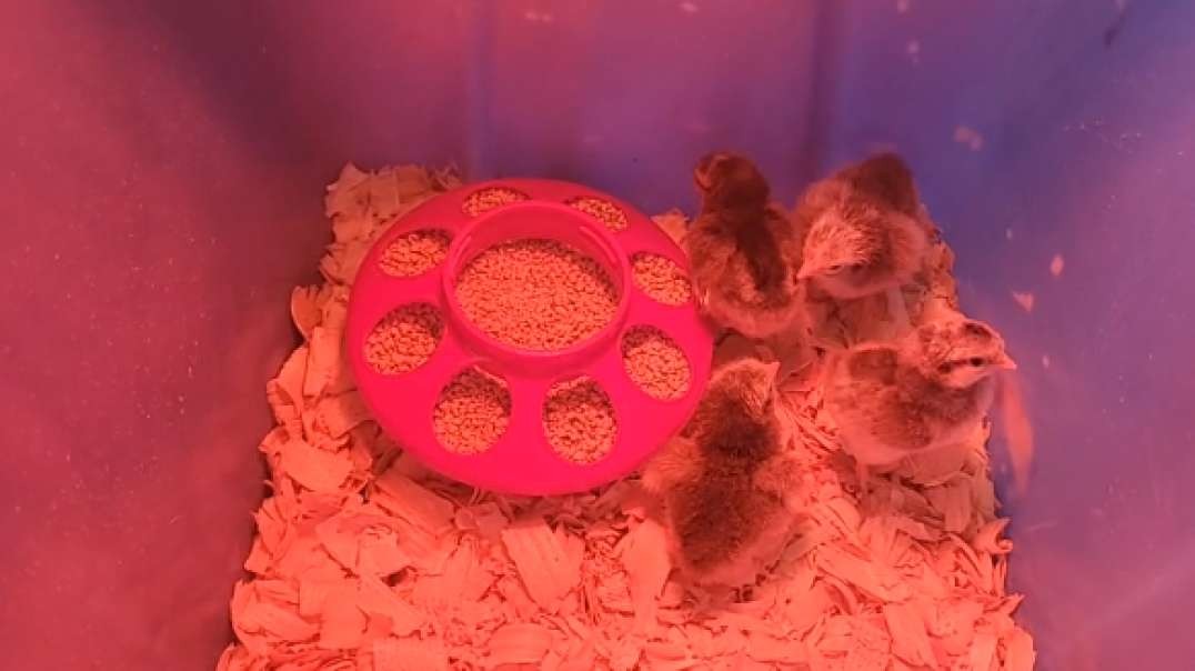 We Hatched Baby Chicks! 🐣🐤🐥