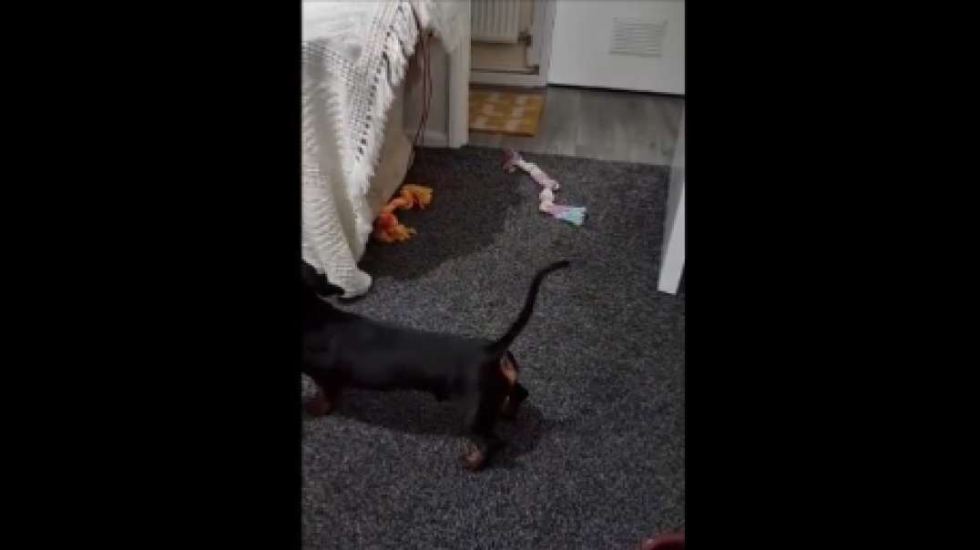 Sausage stuff TechnoTune.mp4
