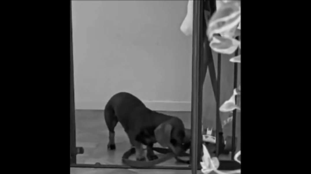 Sausage video TechnoTune