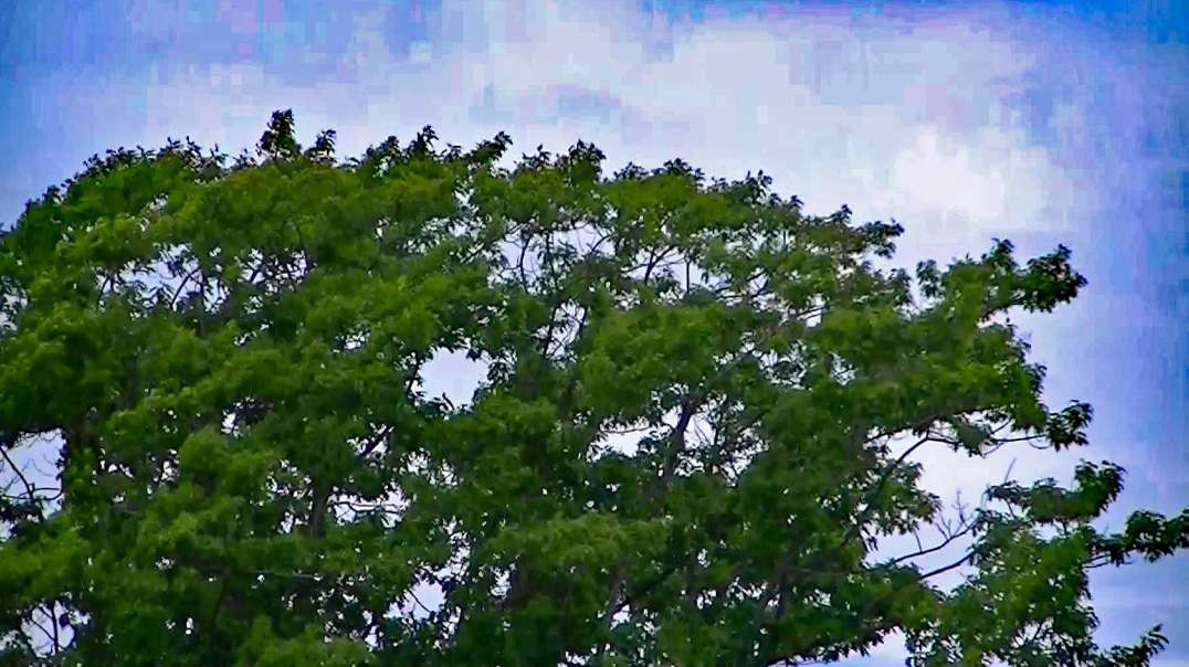 IECV TLV #41 - 👀 Time Lapse Of A Big Tree Blowing In The Wind 5-19-2018
