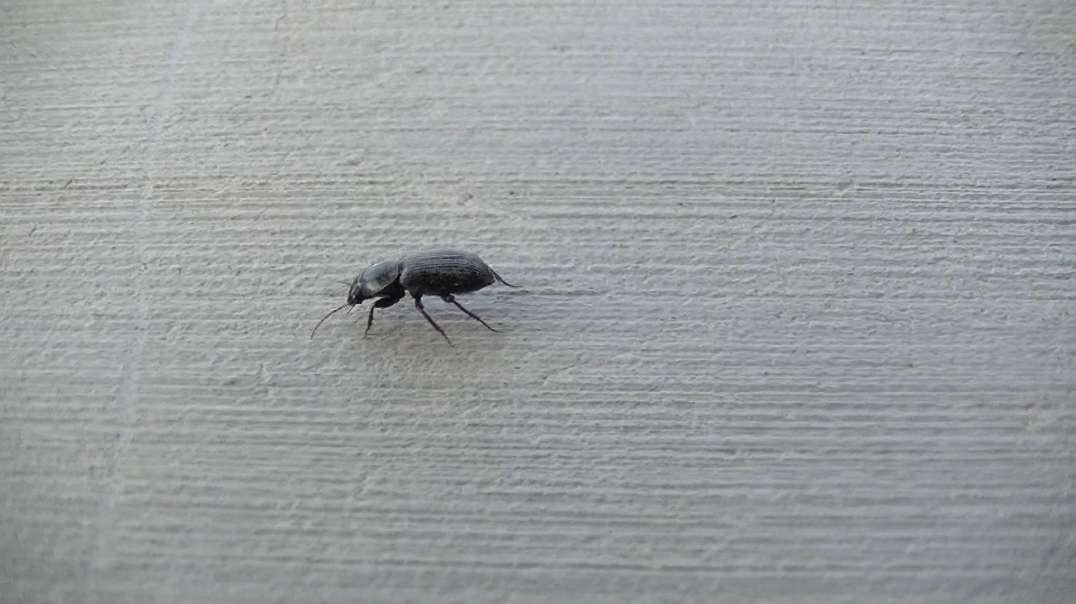 Monsoons Bug Me Part 3 Darkling Beetles
