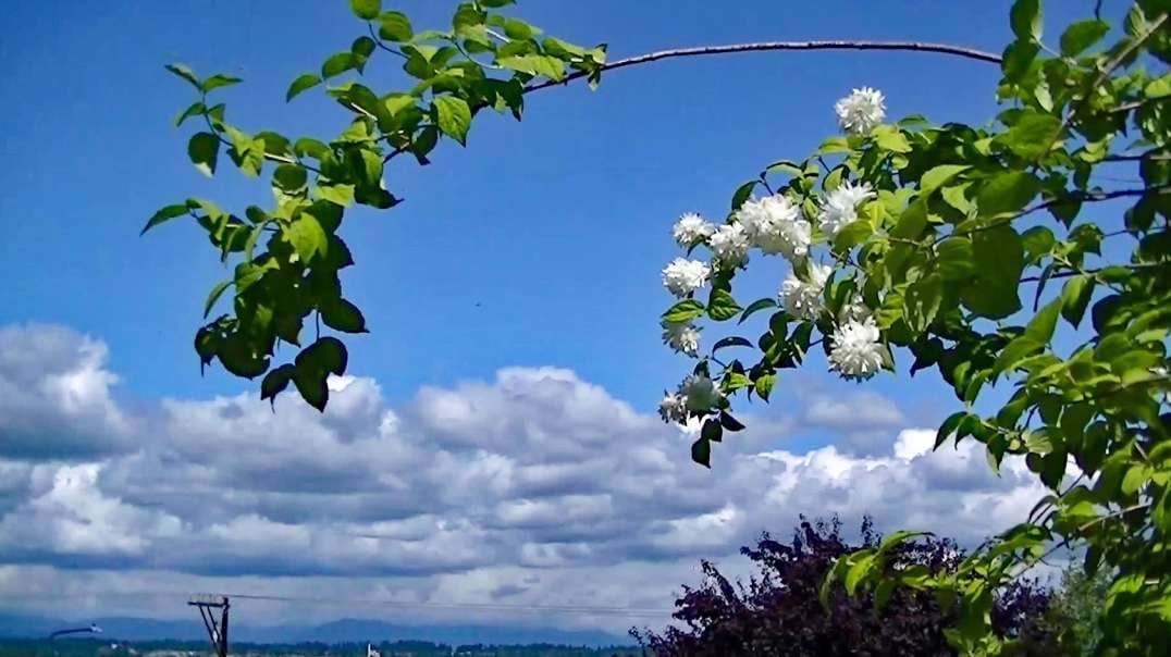 IECV TLV #49 - 👀 Time Lapse Of Clouds And The Mock Orange 6-24-2019