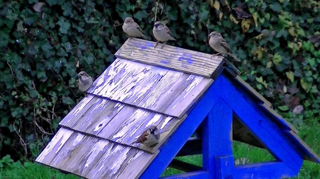 IECV NV #739 - 👀 House Sparrows Hanging Out On The Wishing Well 11-24-2018
