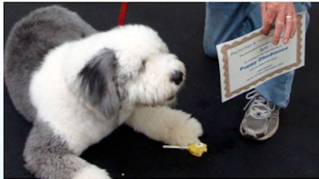 If you are looking for the best Therapy dog training in Chesapeake
