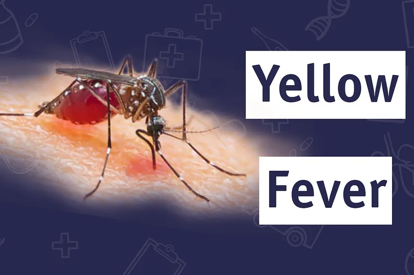 What You Need To Know About Yellow Fever - Dr Sam Bailey