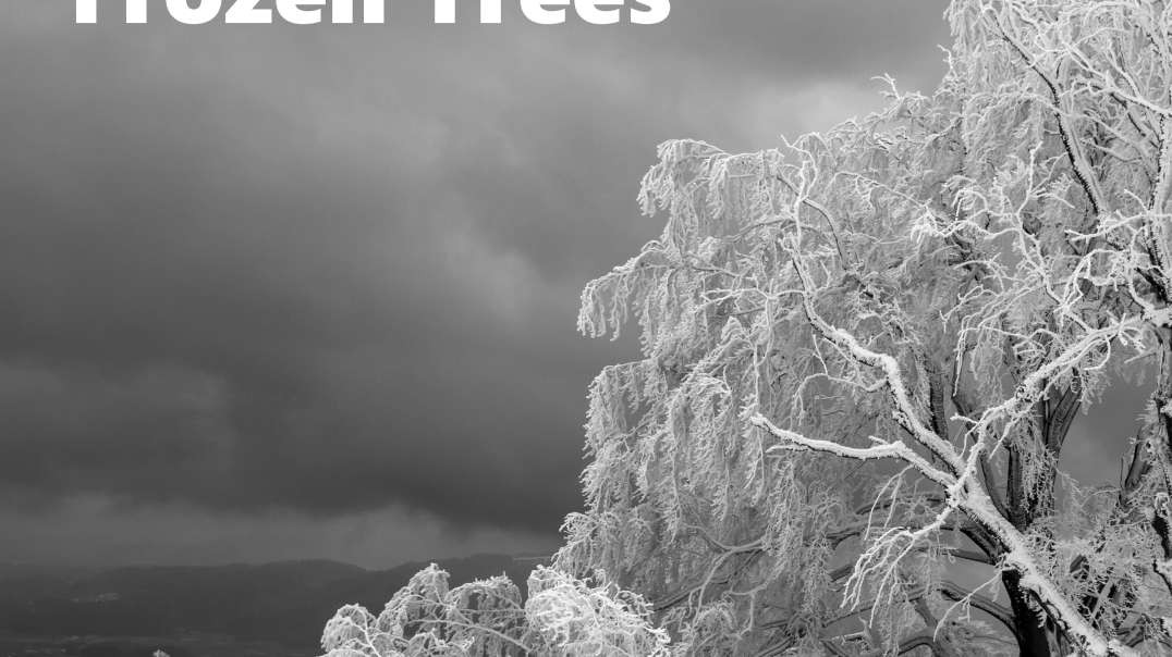 "Frozen Trees" - jazz