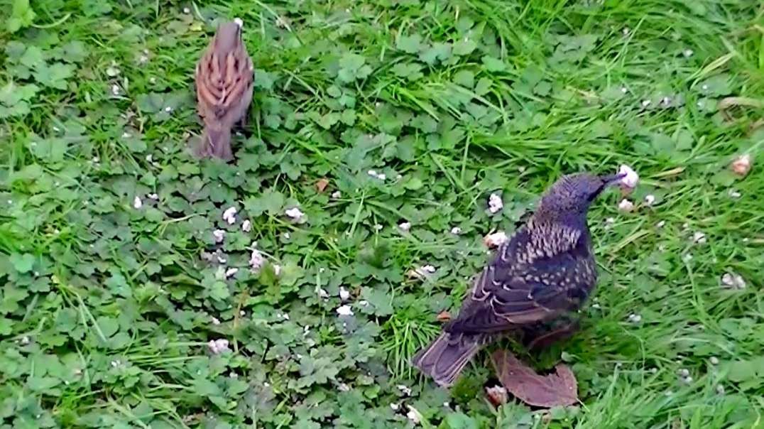 IECV NV #737 - 👀 House Sparrows Eating Bread & A Starling 11-24-2018