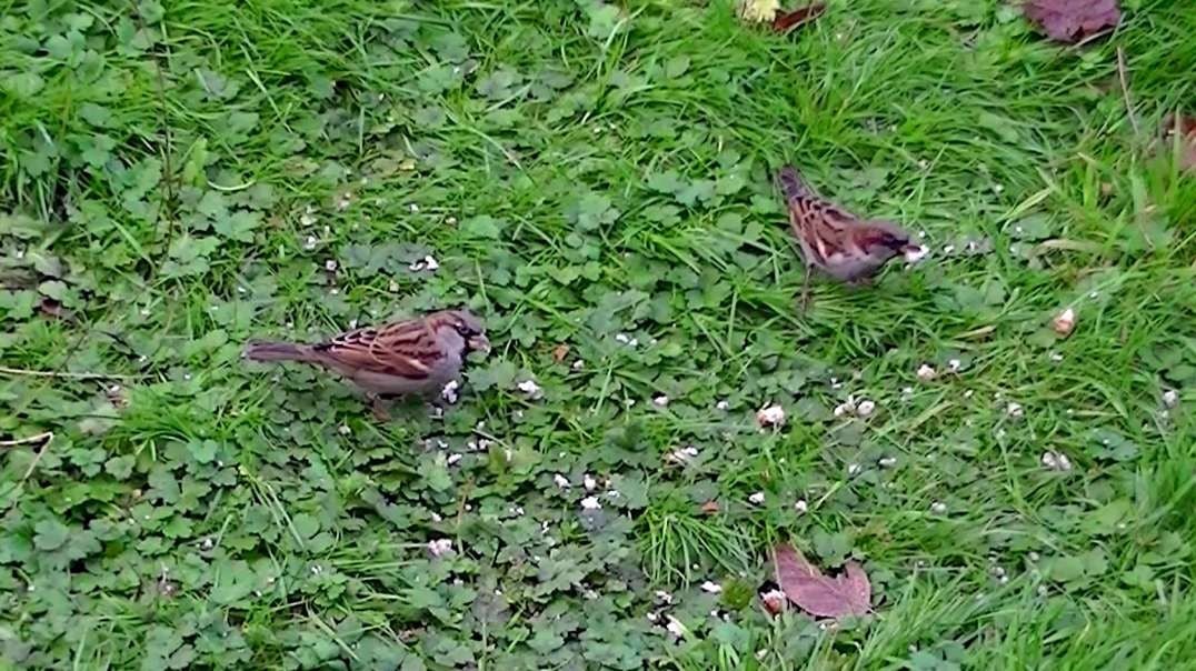 IECV NV #740 - 👀 House Sparrows Eating Bread 11-24-2018