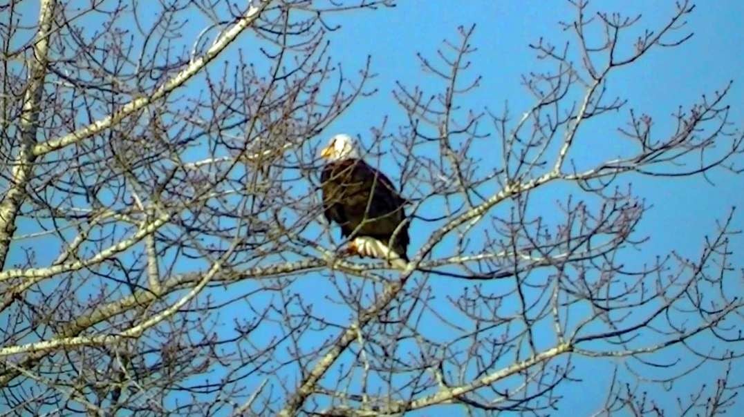 IECV NV #746 - 👀 American Bald Eagle In The Neighbor's Tree 2-13-2019