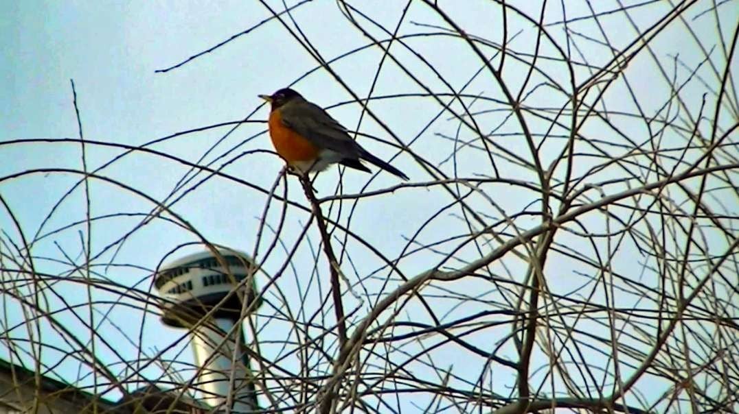 IECV NV #748 - 👀 Three American Robins🐦🐦🐦 In The Weeping Willow Tree 2-15-2019