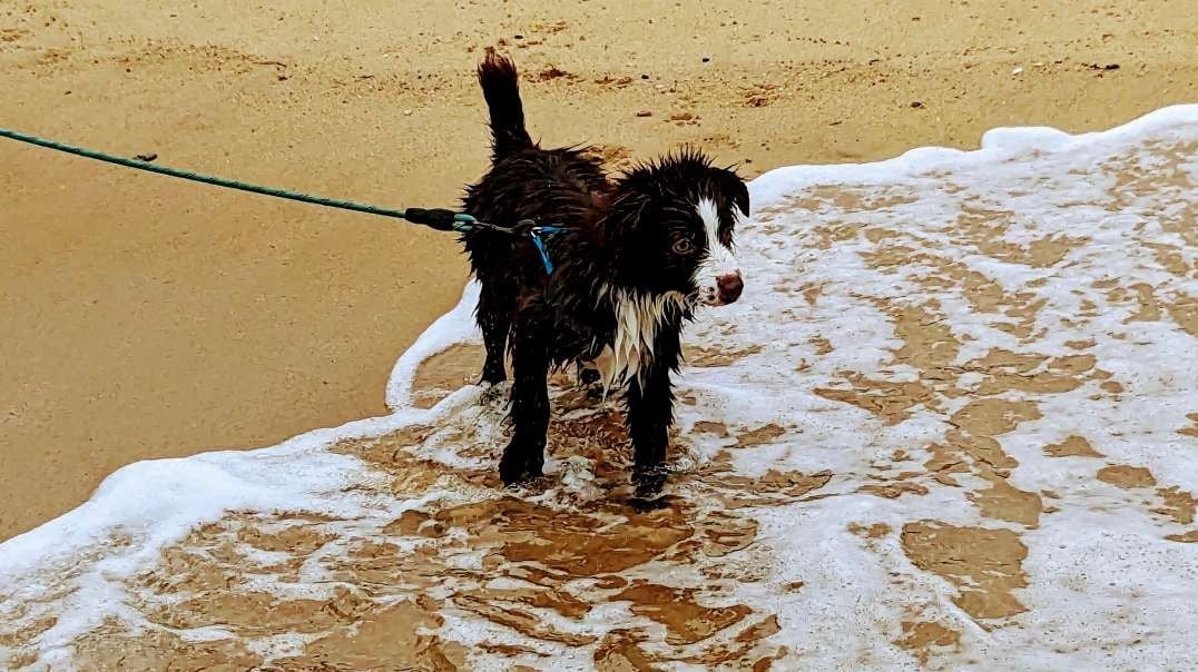 Puppy playing at the beach. Toffee attacks the waves.