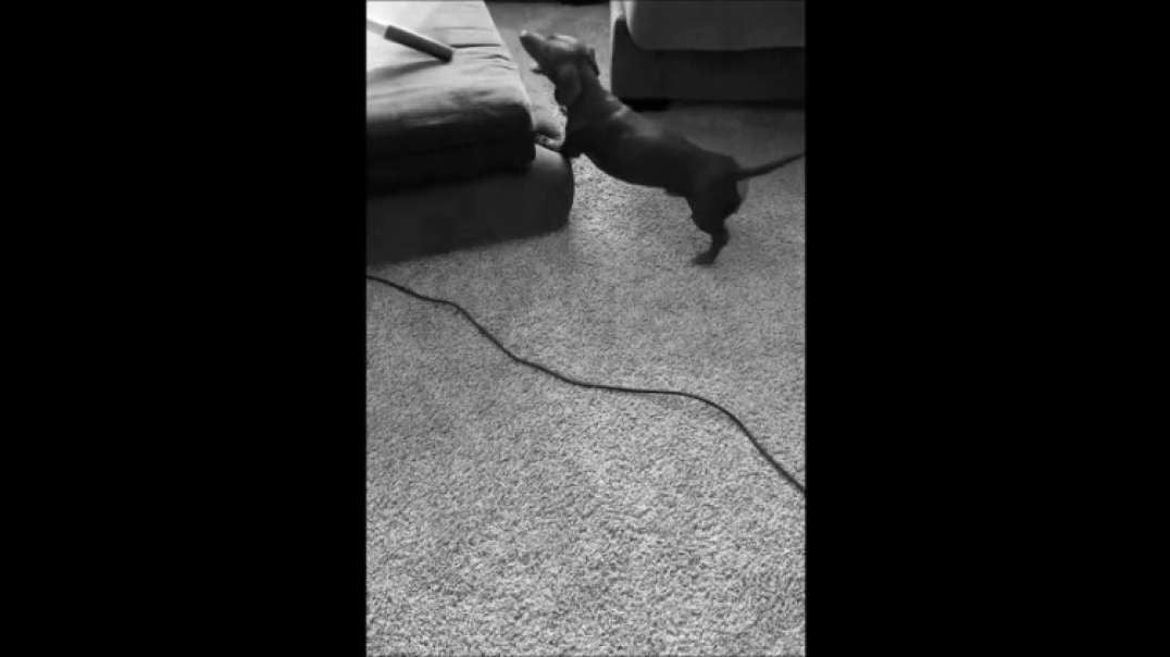 Sausage helping with vacuuming chores