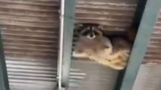 Why Racoons Are So Successful