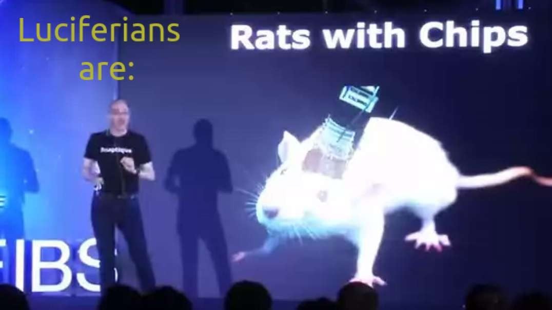 Luciferian Rats With Chips (Bio-Robot Rat Controlled by Another Chipped Rat)