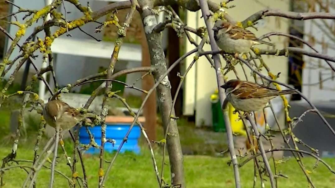 IECV NV #751 - 👀 House Sparrows 🐤 In The Weeping Cherry Tree 2-27-2019