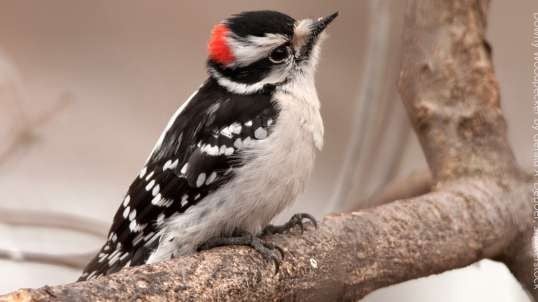 Wisconsin Downy woodpecker