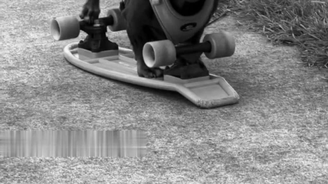 Sausage skateboard