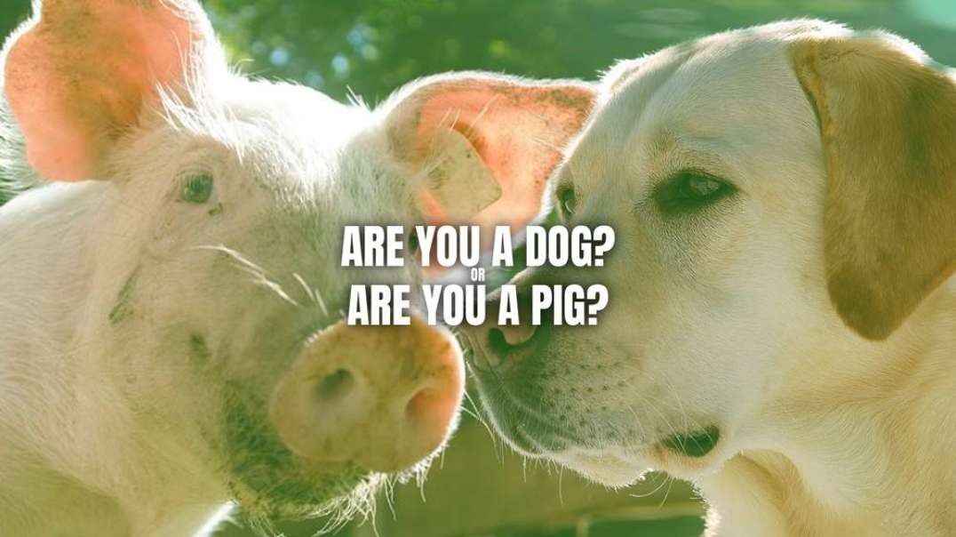 Are You A Dog or Are You A Pig? Kurt Metzger Reports