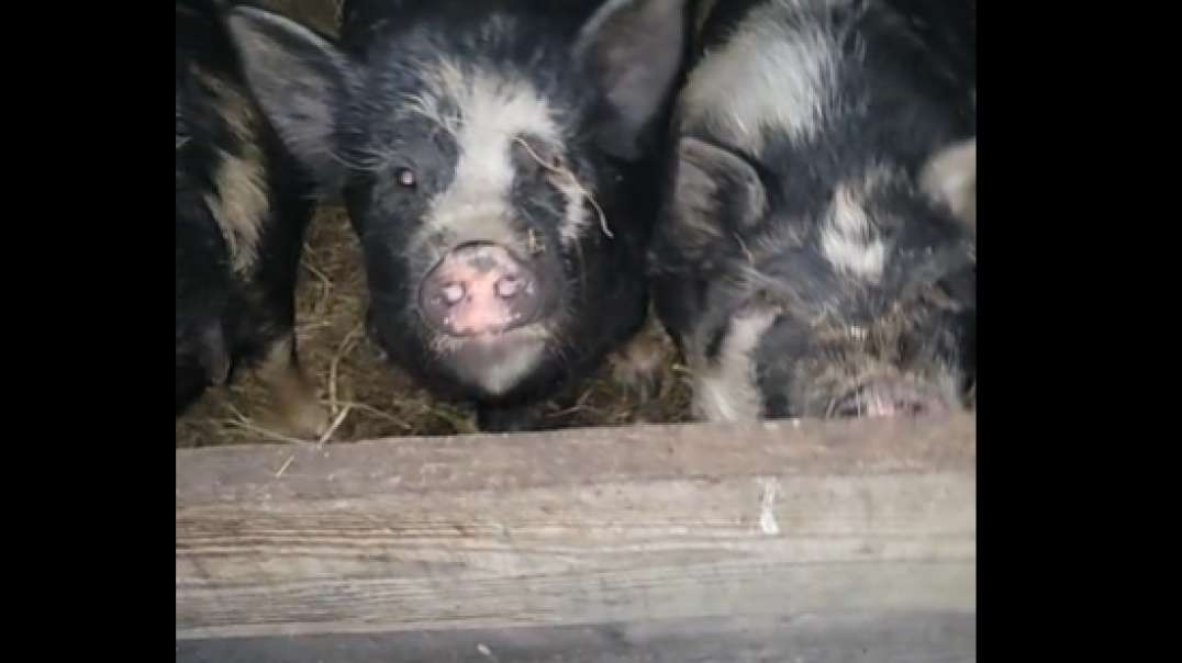 Farm and Piggie Update March 10, 2024