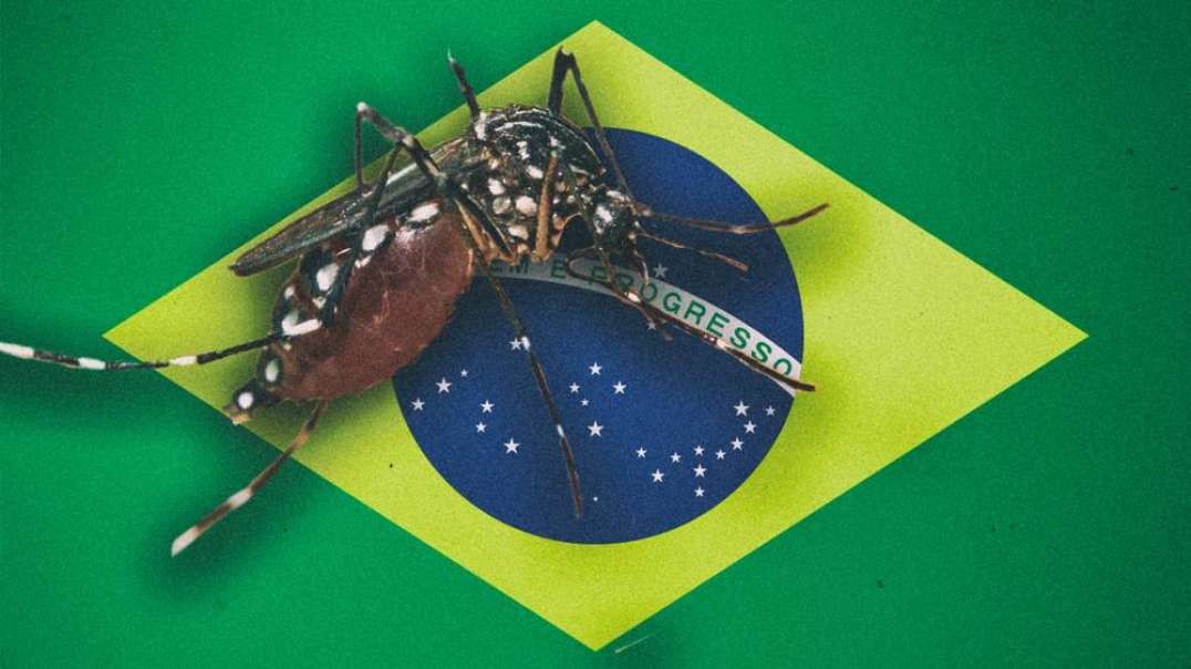 Bill Gates GMO Mosquitos Wreak Havoc In Brazil