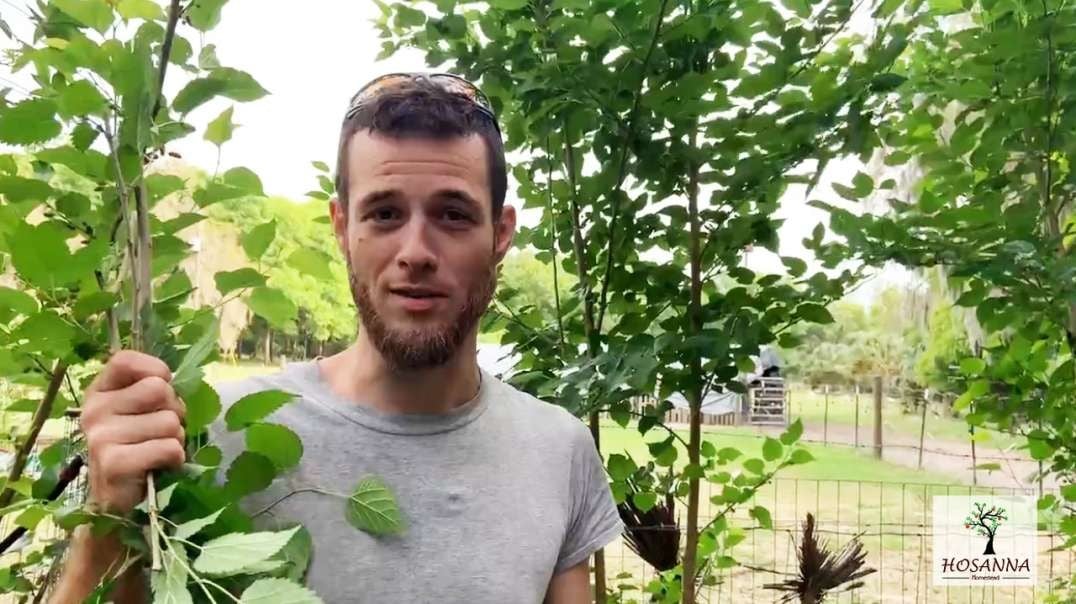 Unstoppable Food Episode 9 - Multiply Your Plants For Free, Exponential Food - Abundance
