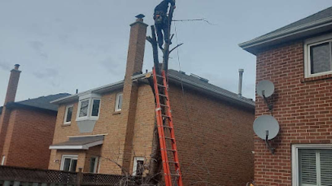 Best Tree Trimming Services in Bathurst Manor