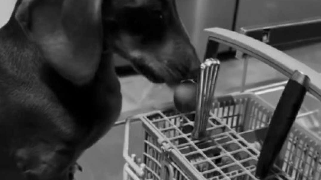 Sausage trying to help with kitchen chores.mp4