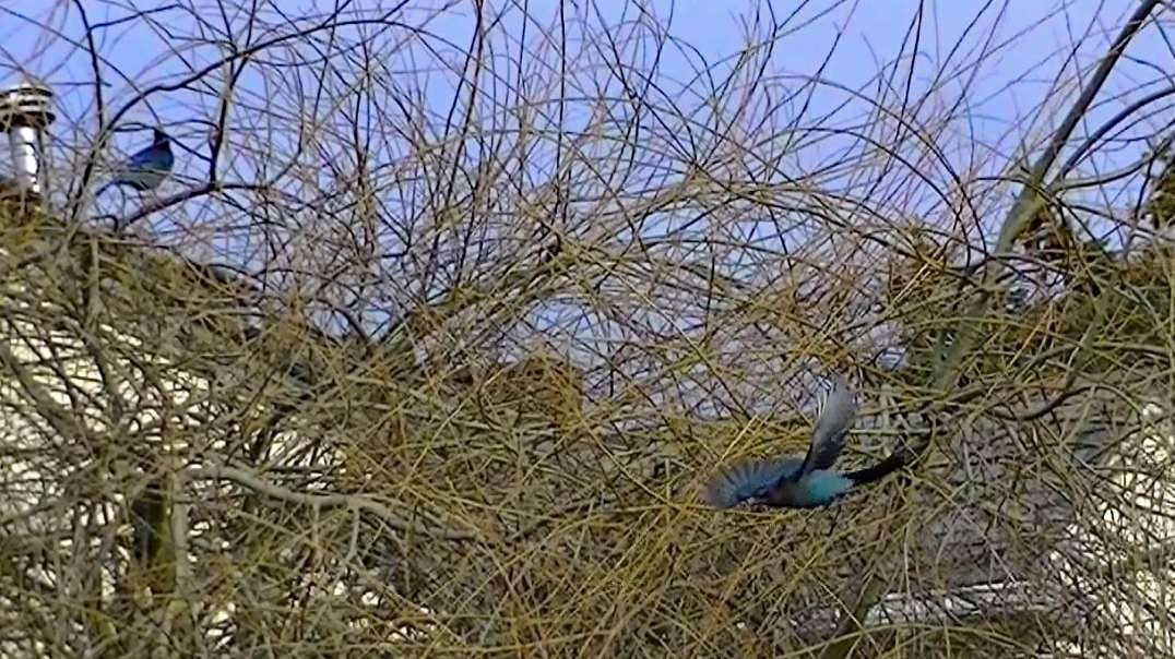 IECV NV #753 - 👀 Steller Jays 🐦🐦 In The Weeping Willow Tree Out Back 2-27-2019