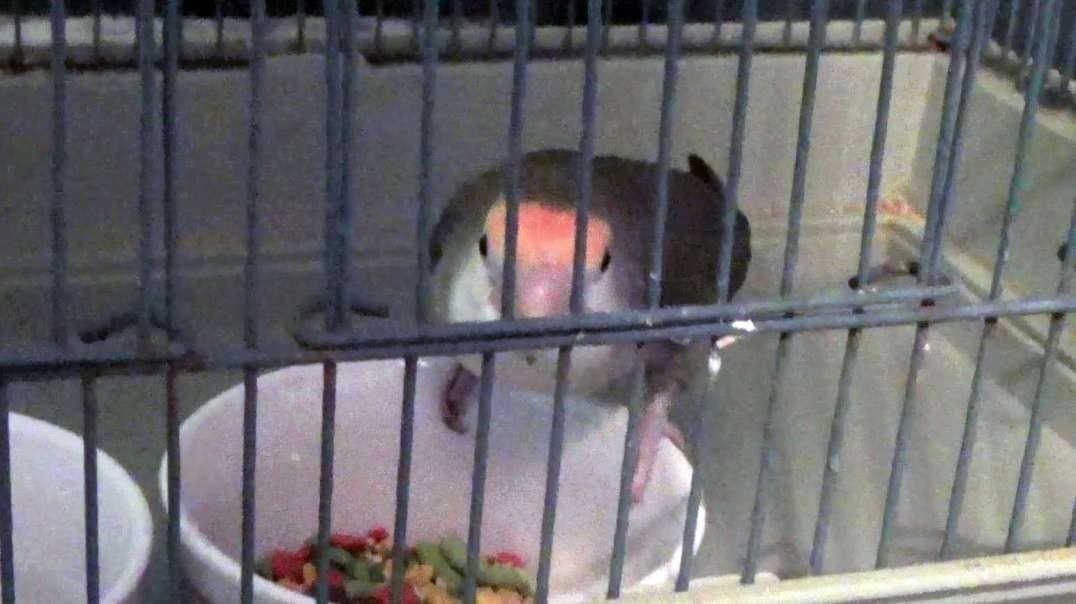 IECV PBV #125 - 👀 Peanut Eating Her Food In Her Cage 🐤11-21-2020