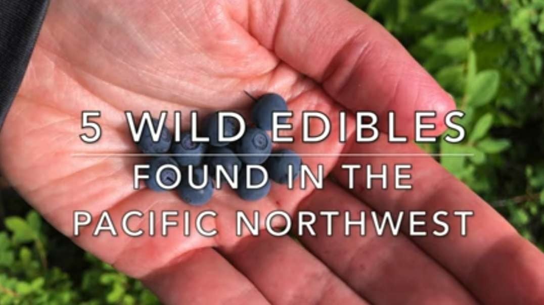 5 Wild Edibles In The Pacific Northwest.mp4