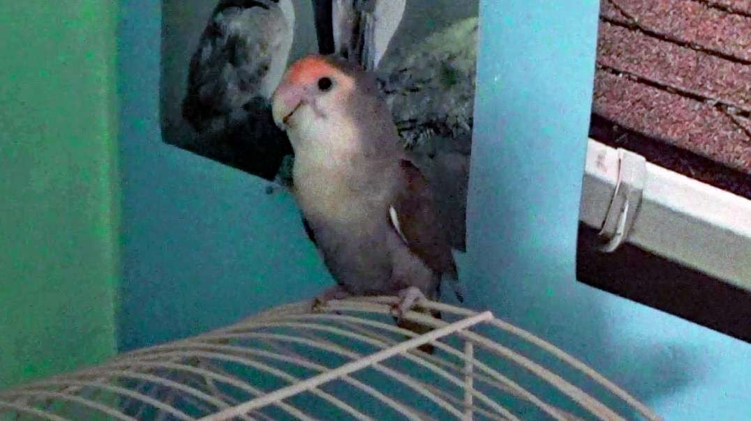 IECV PBV #128 - 👀 Peanut Out On The Boys Cage And Her Cage🐤11-29-2020